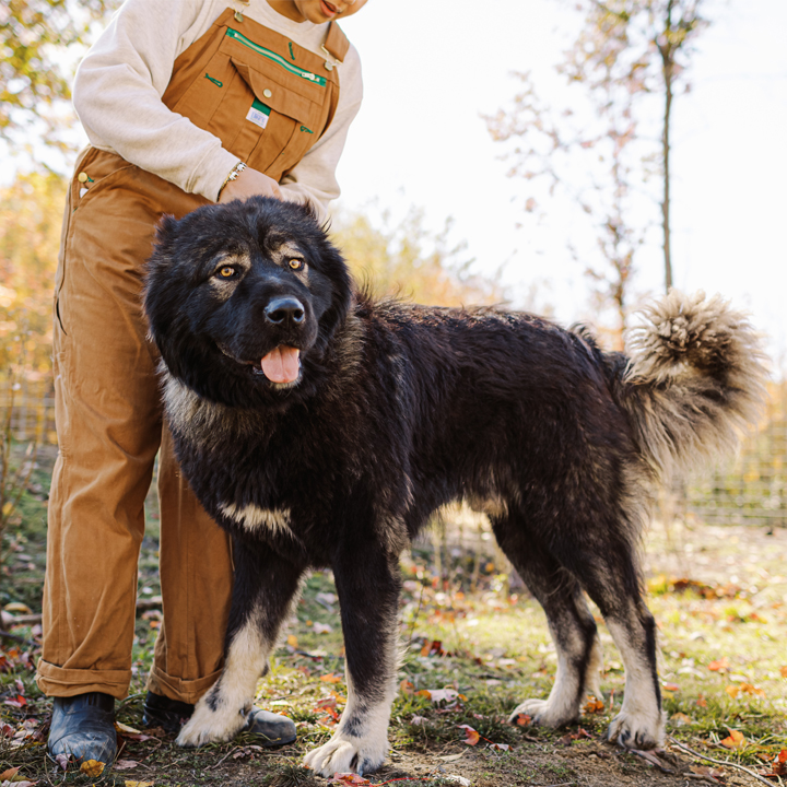 - BrotherBear Acres Real-Life Accounts: Caucasian Shepherd Owners Share Personal Stories and Experiences