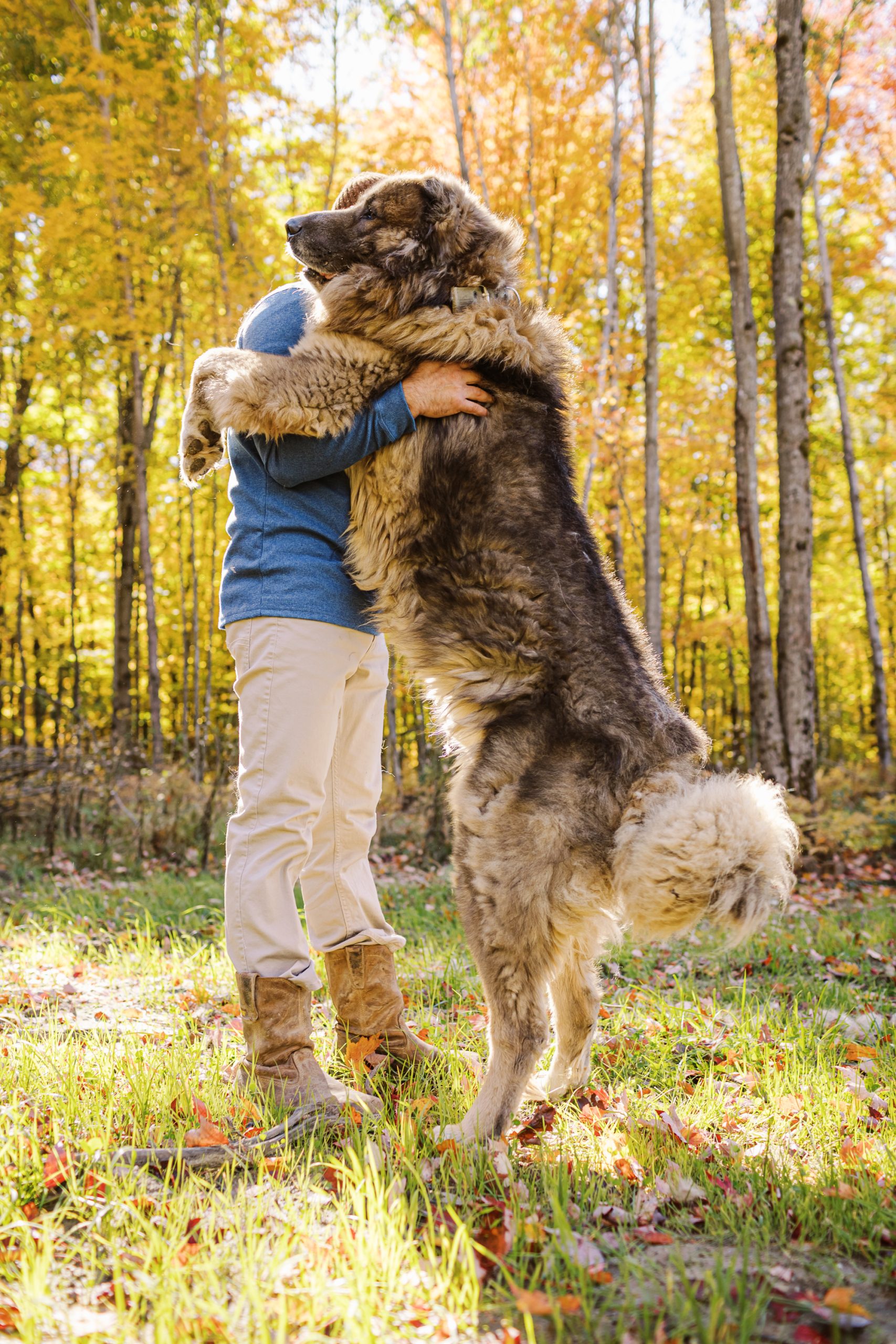 Kuya-Caucasian-Shepherd-Adult-12-years-old