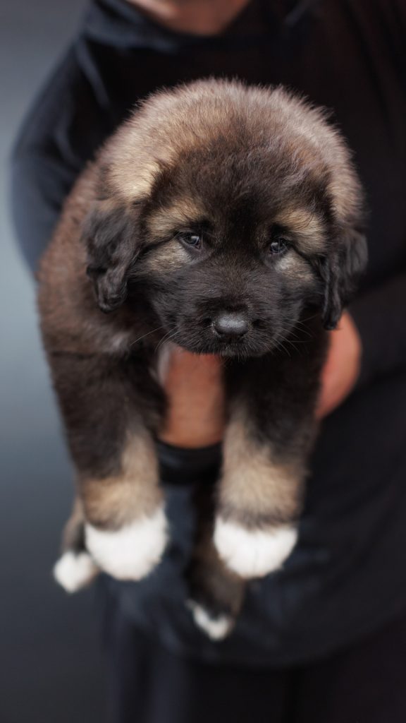 Caucasian Shepherd Puppy for Sale 2024 Litter - Brotherbear Acres-22 - BrotherBear Acres Caucasian Shepherd Puppy for Sale 2024 Litter - Brotherbear Acres-22