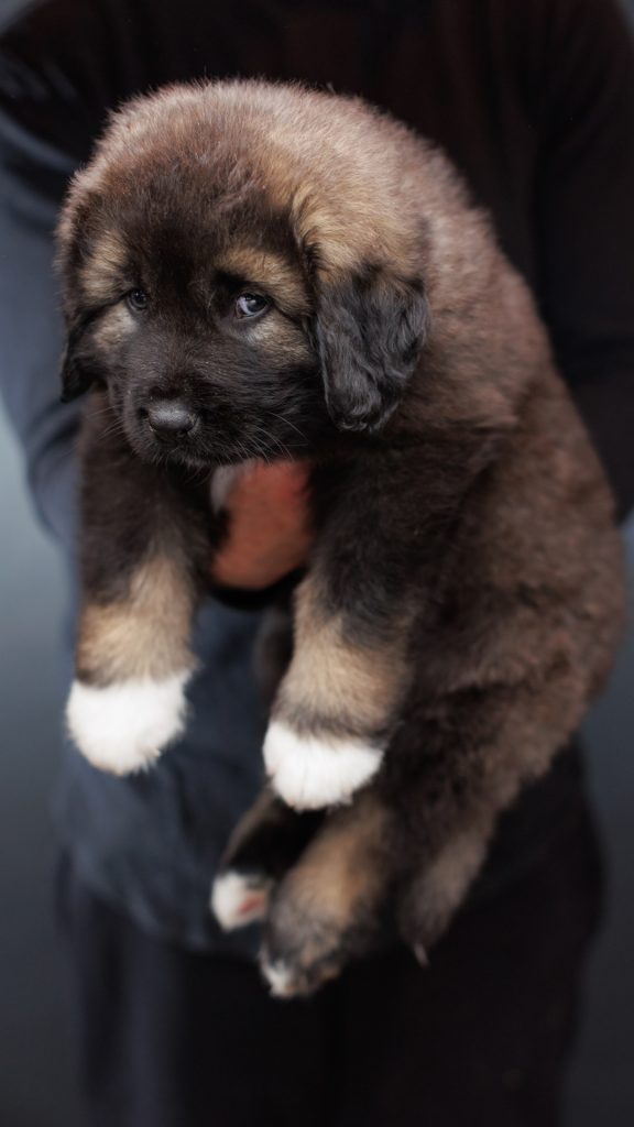 Caucasian Shepherd Puppy for Sale 2024 Litter - Brotherbear Acres-25