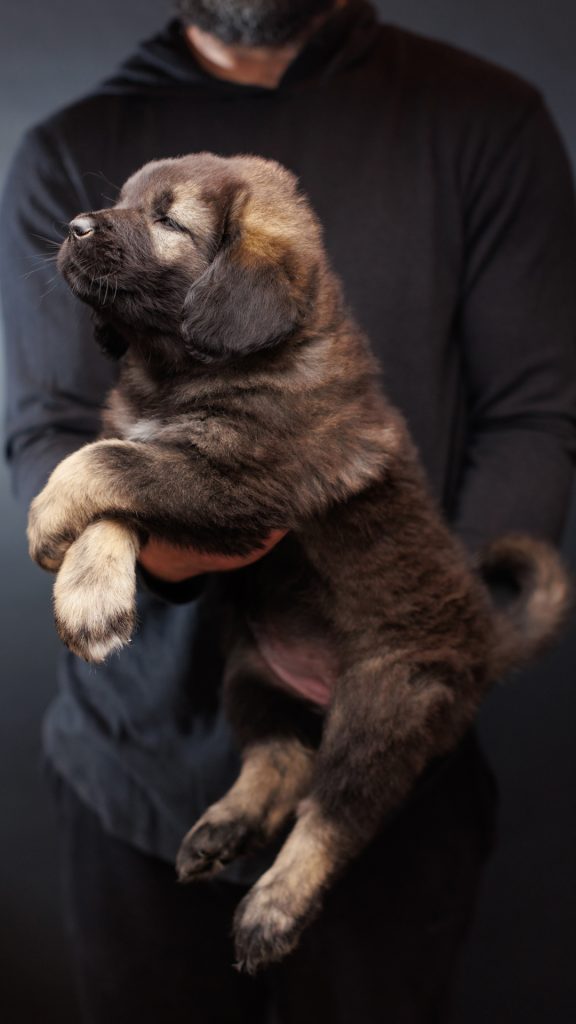 Ancient working-line Caucasian Shepherd breed heritage