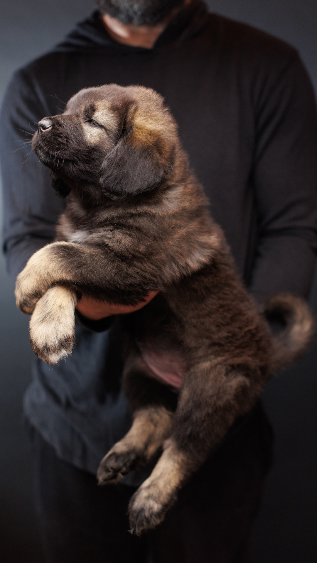 Caucasian Shepherd Puppy for Sale 2024 Litter - Brotherbear Acres-47 - BrotherBear Acres Caucasian Shepherd Puppy for Sale 2024 Litter - Brotherbear Acres-47
