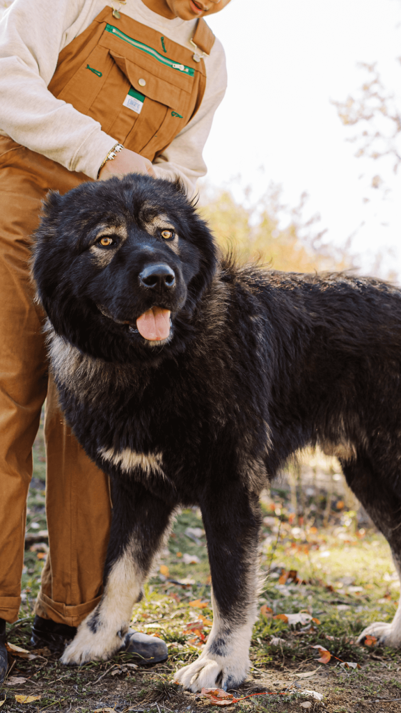 Hadouken-Caucasian-Shepherd-Ovcharka-1a - BrotherBear Acres Hadouken Caucasian Shepherd Ovcharka 1