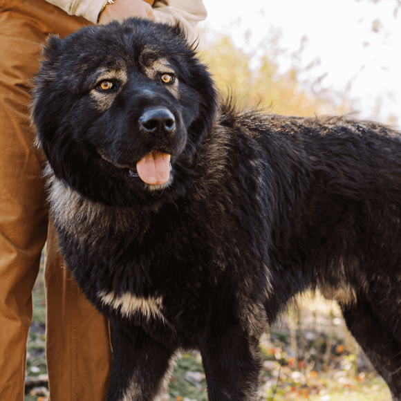 Hadouken-Caucasian-Shepherd-Ovcharka-1a - BrotherBear Acres Hadouken Caucasian Shepherd Ovcharka 1