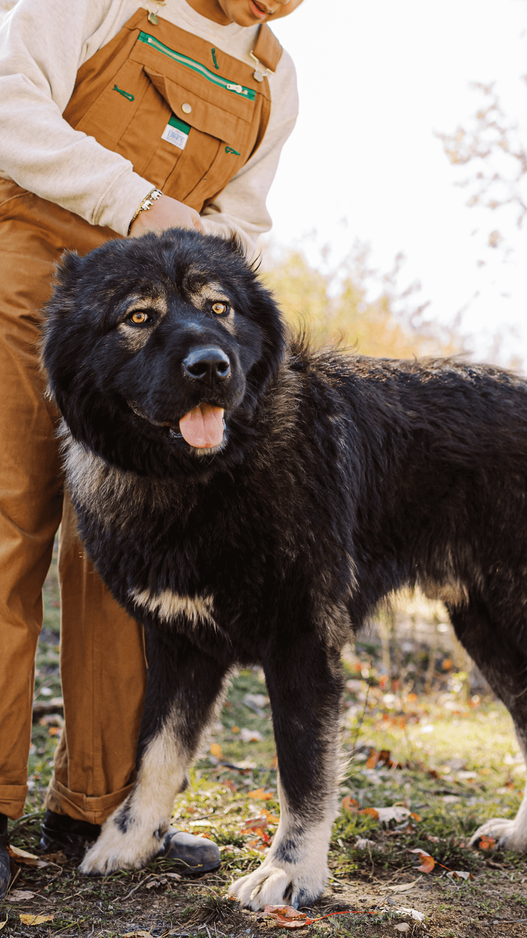 Hadouken Caucasian Shepherd Ovcharka 1