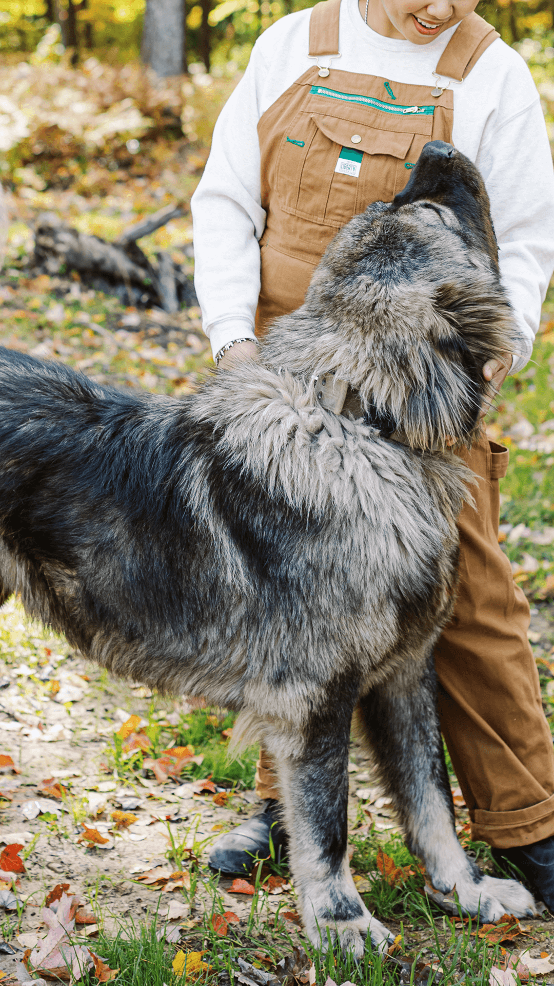 Kai-Caucasian-Shepherd-Ovcharka-1 - BrotherBear Acres Kai Caucasian Shepherd Ovcharka 1