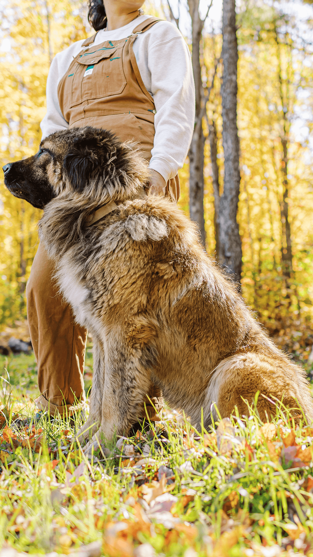 Mila-Caucasian-Shepherd-Ovcharka-4 - BrotherBear Acres Mila Caucasian Shepherd Ovcharka 4