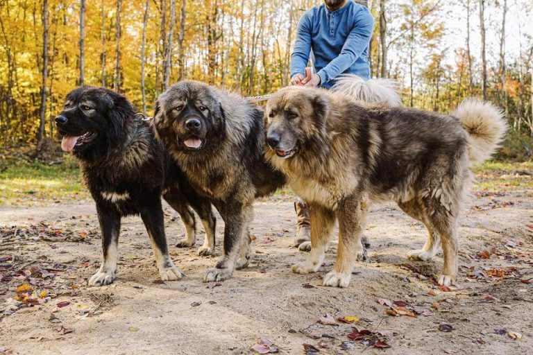 Pack_of_Caucasian_Shepherds - BrotherBear Acres Pack of Caucasian Shepherds at BrotherBear Acres