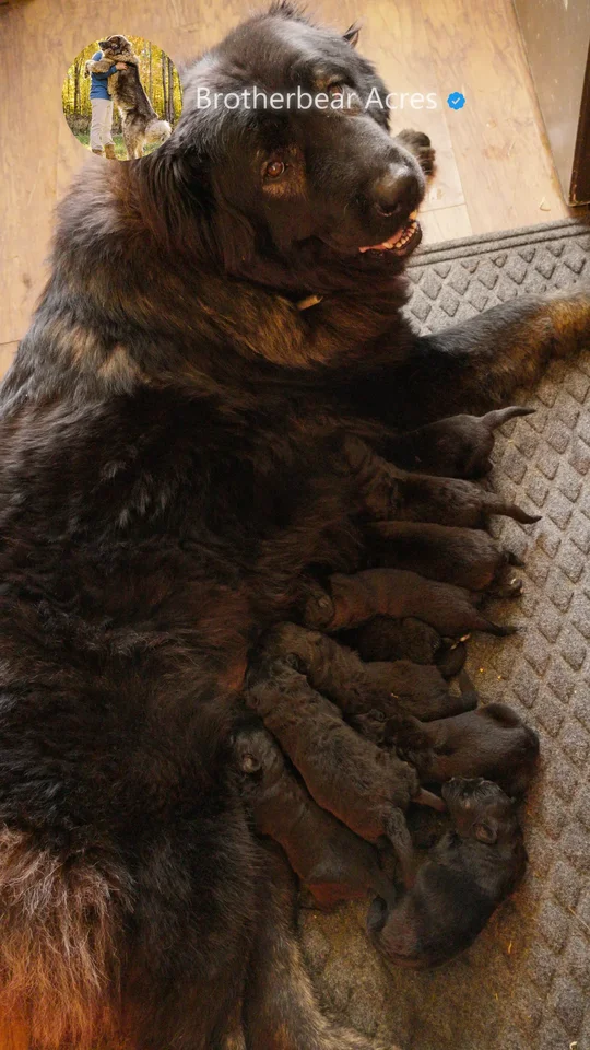Bree nursing the current 2026 Caucasian Shepherd puppies at Brotherbear Acres