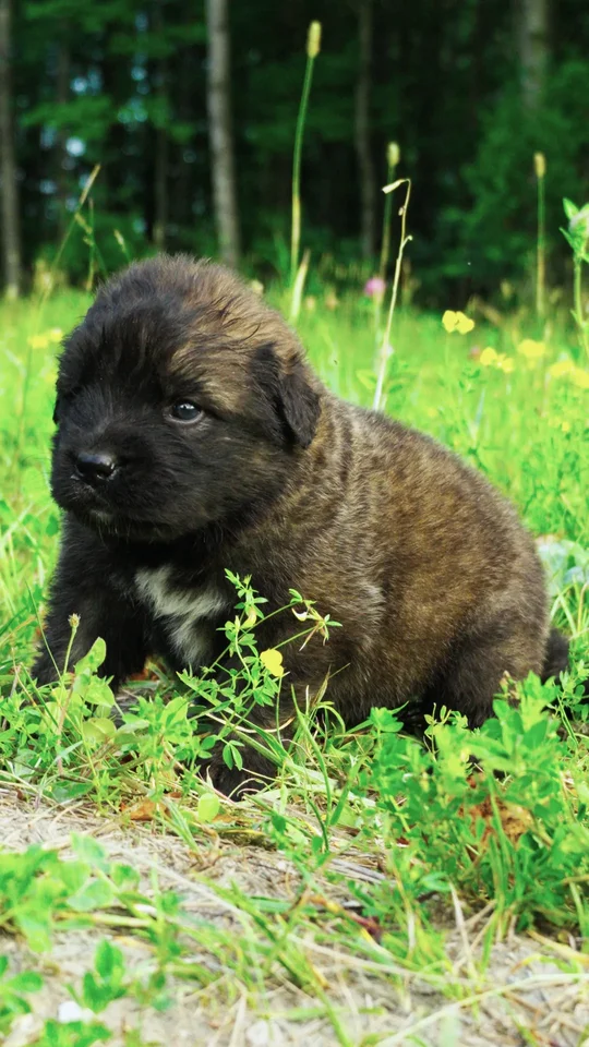 3 Week Old Multi Colored Caucasian Shepherd Puppy for Sale | Brotherbear Acres