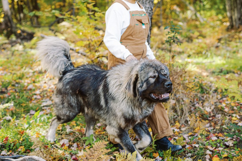 Working-line Caucasian Shepherd from Brotherbear Acres