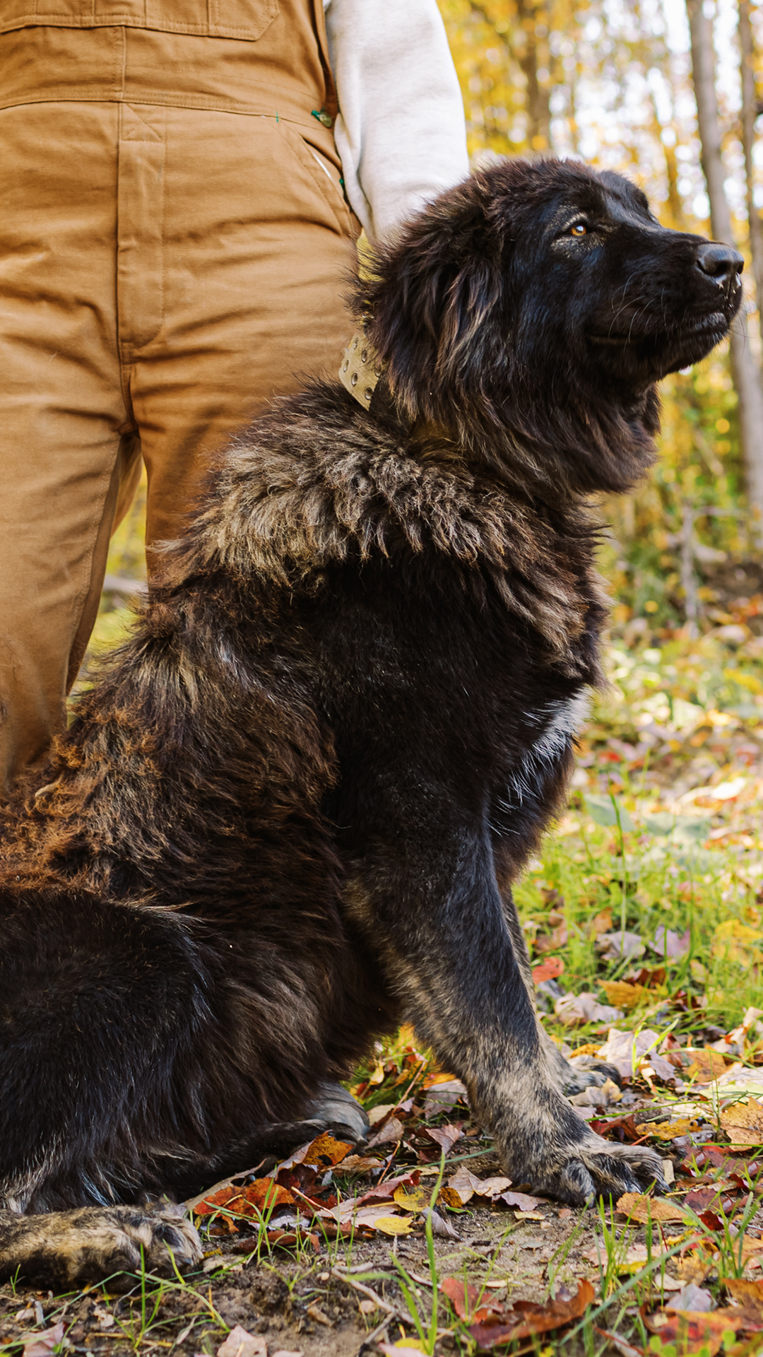 Bree, female Caucasian Shepherd at Brotherbear Acres
