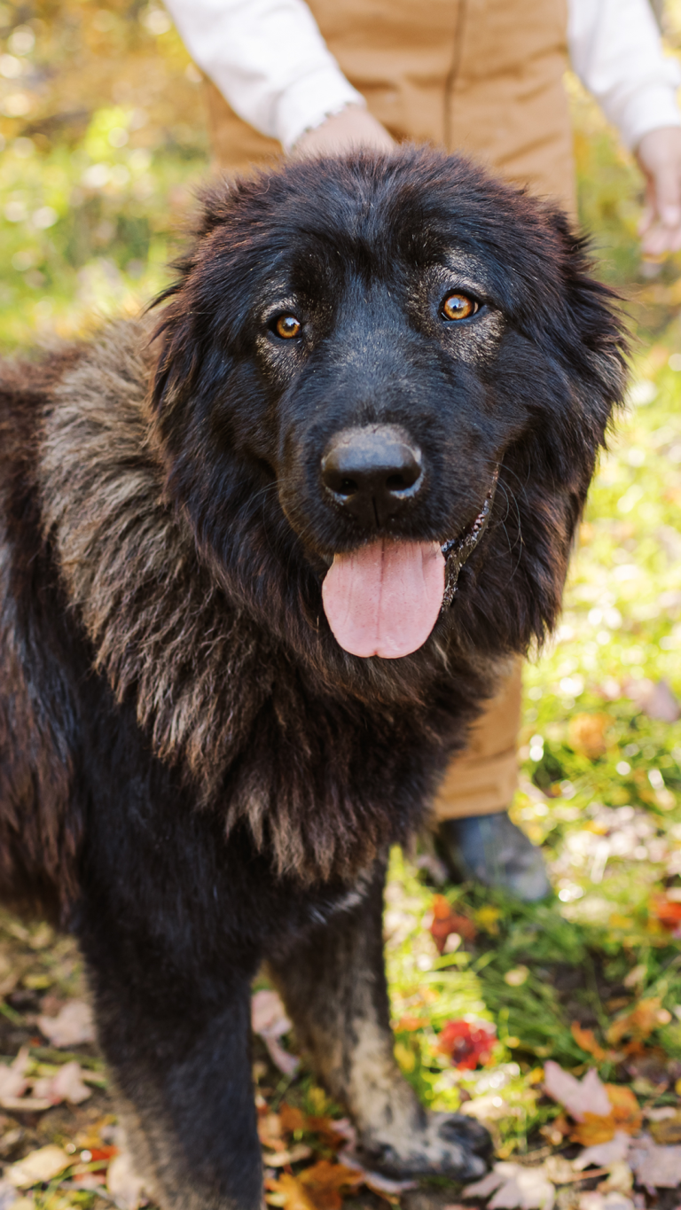 Bree-Caucasian-Shepherd-Ovcharka-Female-2-BrotherBearAcres - BrotherBear Acres Bree-Caucasian-Shepherd-Ovcharka-Female-2-BrotherBearAcres
