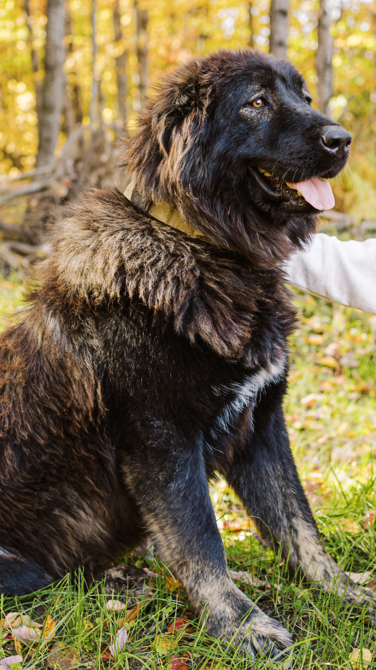Bree-Caucasian-Shepherd-Ovcharka-Female-3-BrotherBearAcres - BrotherBear Acres Bree Caucasian Shepherd Ovcharka Female 3 BrotherBearAcres