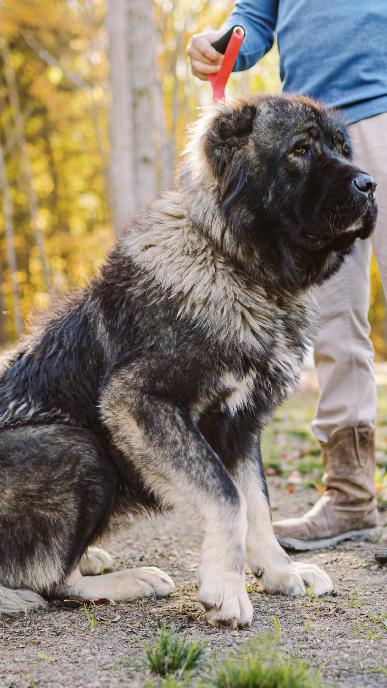Chance-Caucasian-Shepherd-Ovcharka-Male-Adult-Dog-1-BrotherBearAcres - BrotherBear Acres Chance Caucasian Shepherd Ovcharka Male Adult Dog 1 BrotherBearAcres