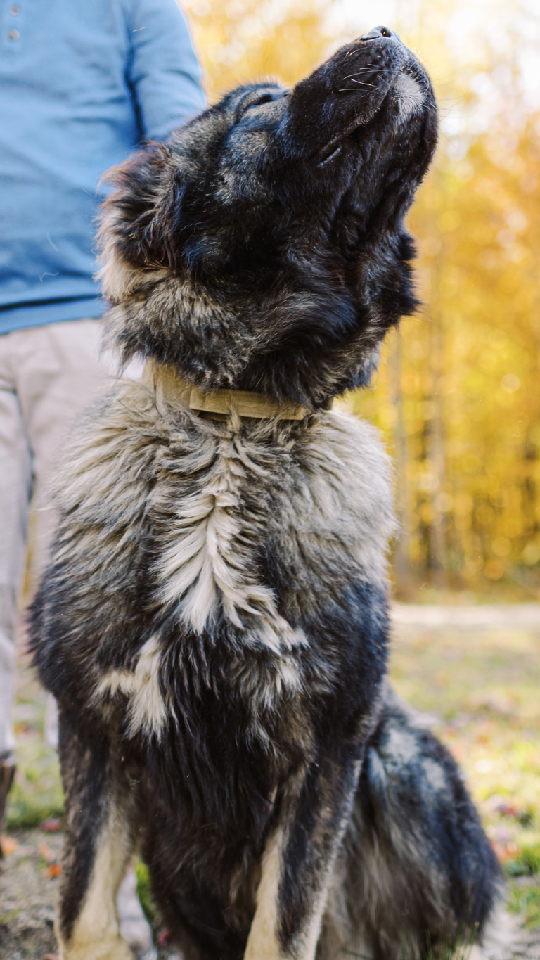 Chance-Caucasian-Shepherd-Ovcharka-Male-Adult-Dog-2-BrotherBearAcres - BrotherBear Acres Chance-Caucasian-Shepherd-Ovcharka-Male-Adult-Dog-2-BrotherBearAcres