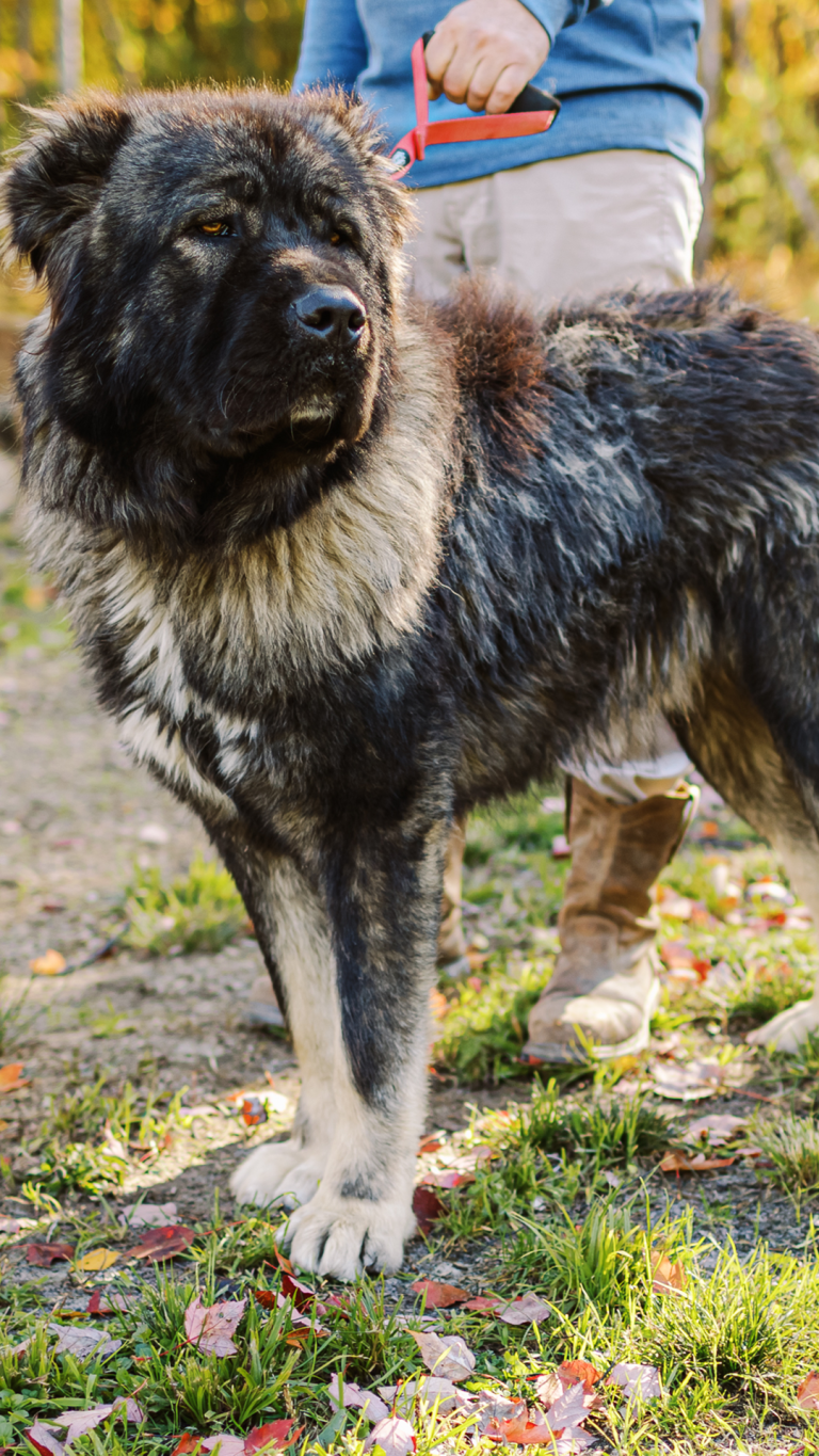 Chance-Caucasian-Shepherd-Ovcharka-Male-Adult-Dog-3-BrotherBearAcres - BrotherBear Acres Chance-Caucasian-Shepherd-Ovcharka-Male-Adult-Dog-3-BrotherBearAcres