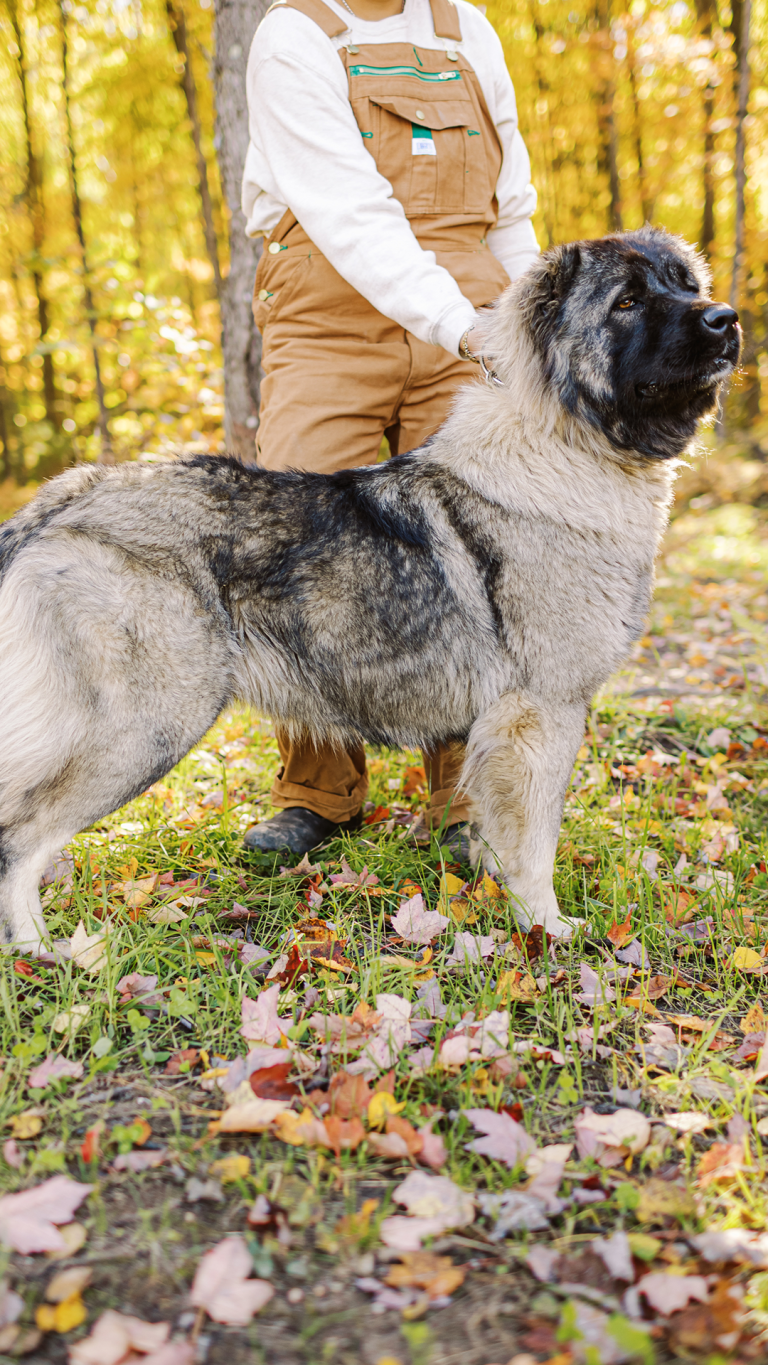 Darla-Caucasian-Shepherd-Ovcharka-Female-Adult-Dog-2-BrotherBearAcres - BrotherBear Acres Darla Caucasian Shepherd Ovcharka Female Adult Dog 2 BrotherBearAcres
