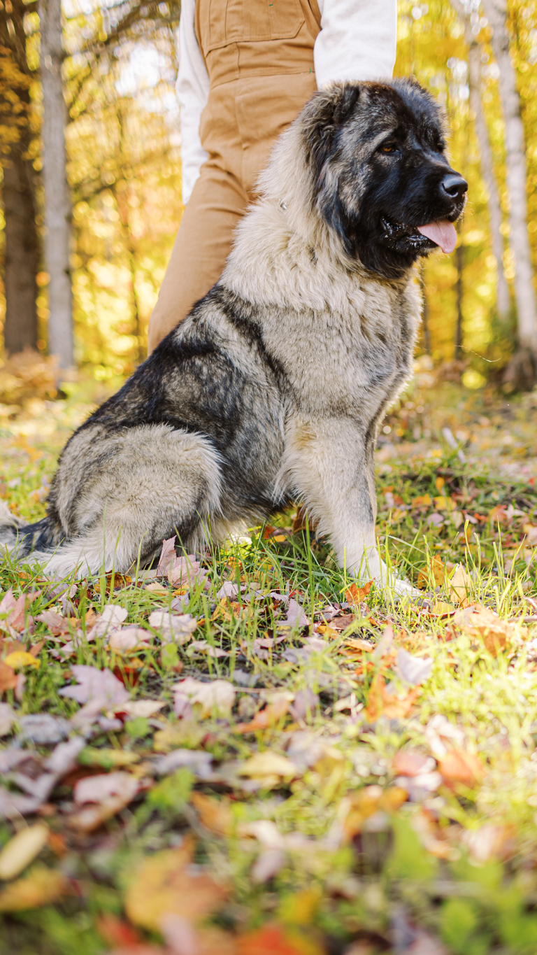 Darla-Caucasian-Shepherd-Ovcharka-Female-Adult-Dog-3-BrotherBearAcres - BrotherBear Acres Darla Caucasian Shepherd Ovcharka Female Adult Dog 3 BrotherBearAcres