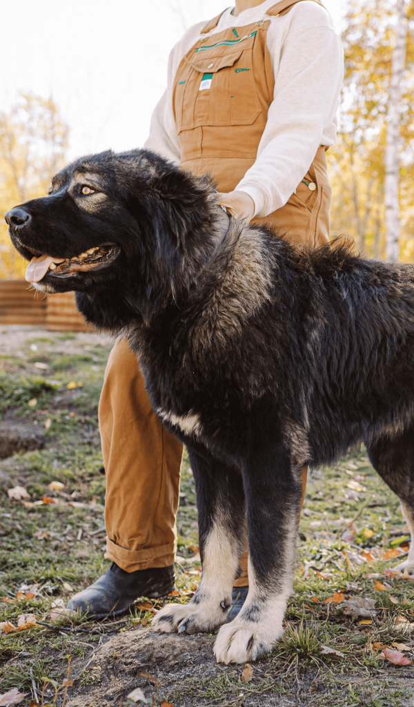 Hadouken, serious male Caucasian Shepherd guardian dog standing with handler