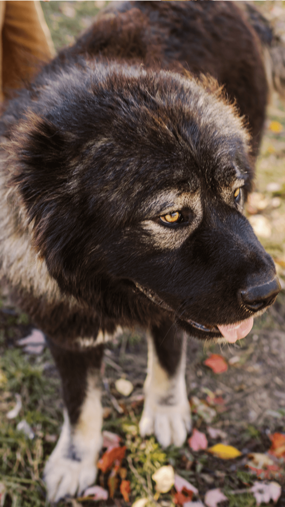 Hadouken, Caucasian Shepherd Ovcharka guardian dog portrait at Brotherbear Acres