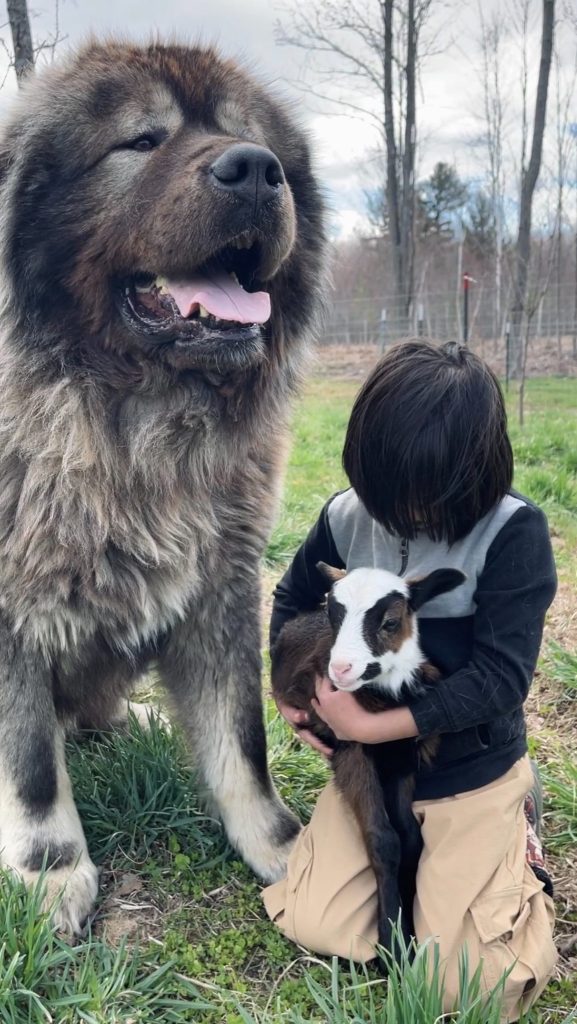 Kai the Caucasian Shepherd with boy and baby lamb Caucasian Shepherd puppy for sale