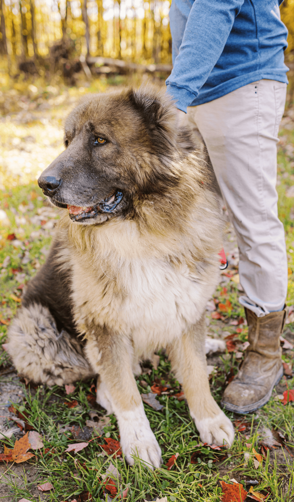 Kuya, adult male Caucasian Shepherd Ovcharka at Brotherbear Acres