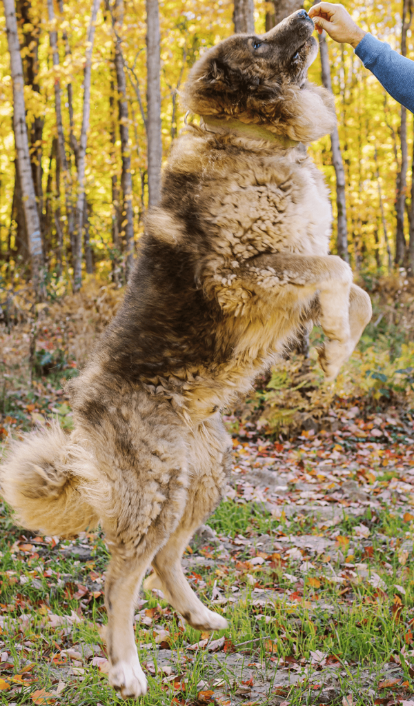 Kuya, adult male Caucasian Shepherd guardian dog outdoors at Brotherbear Acres