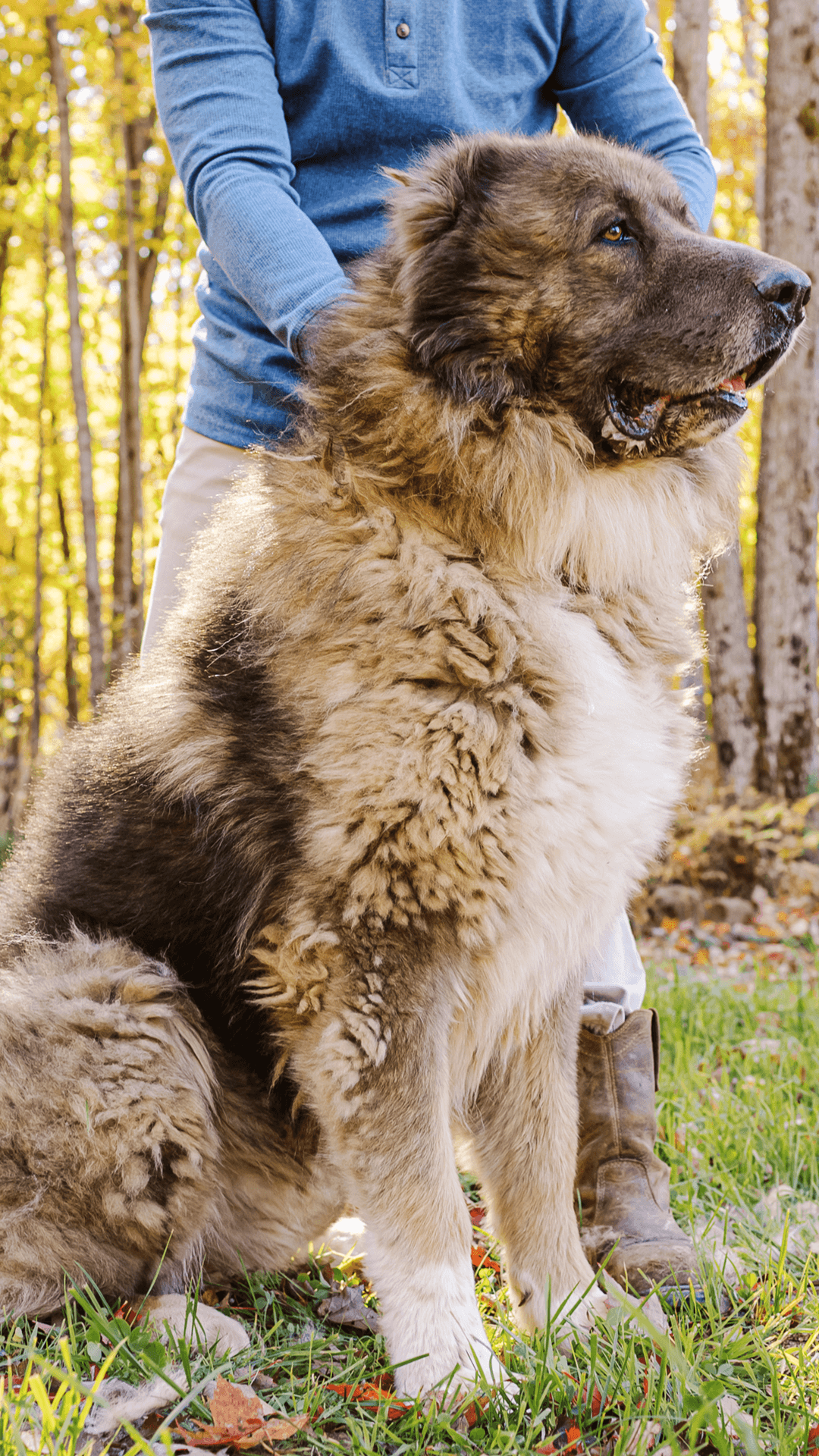 Kuya, adult male Caucasian Shepherd Ovcharka standing with handler at Brotherbear Acres