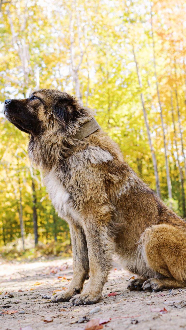 Mila-Caucasian-Shepherd-Ovcharka-Female-Adult-Dog-1-BrotherBearAcres - BrotherBear Acres Mila Caucasian Shepherd Ovcharka Female Adult Dog 1 BrotherBearAcres