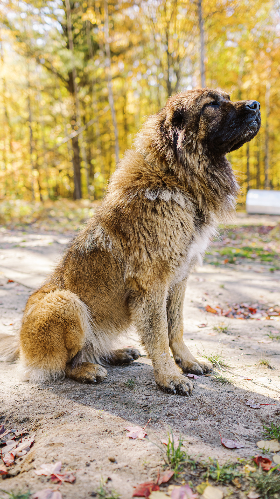 Mila Caucasian Shepherd Ovcharka Female Adult Dog 2 BrotherBearAcres