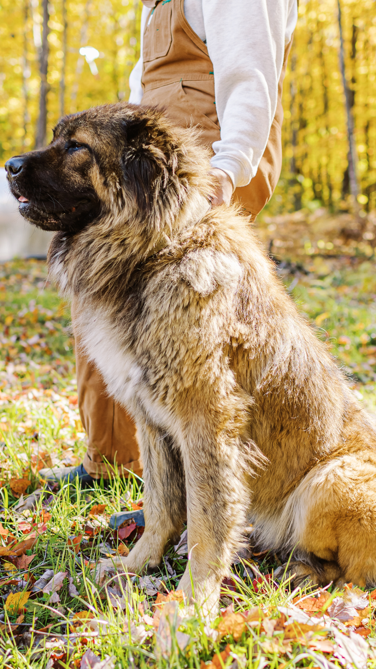 Mila-Caucasian-Shepherd-Ovcharka-Female-Adult-Dog-3-BrotherBearAcres - BrotherBear Acres Mila-Caucasian-Shepherd-Ovcharka-Female-Adult-Dog-3-BrotherBearAcres