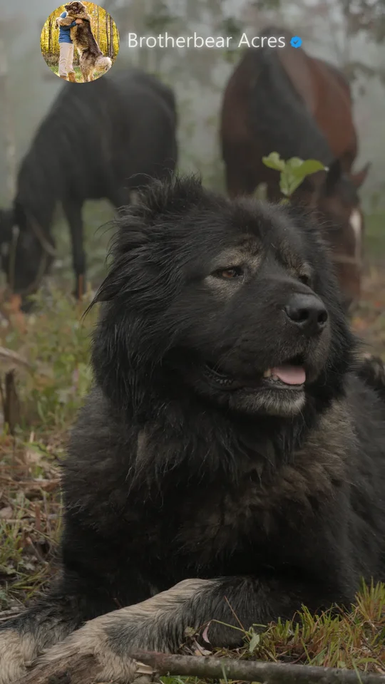 Black Caucasian Shepherd on Guard with Horses | Brotherbear Acres
