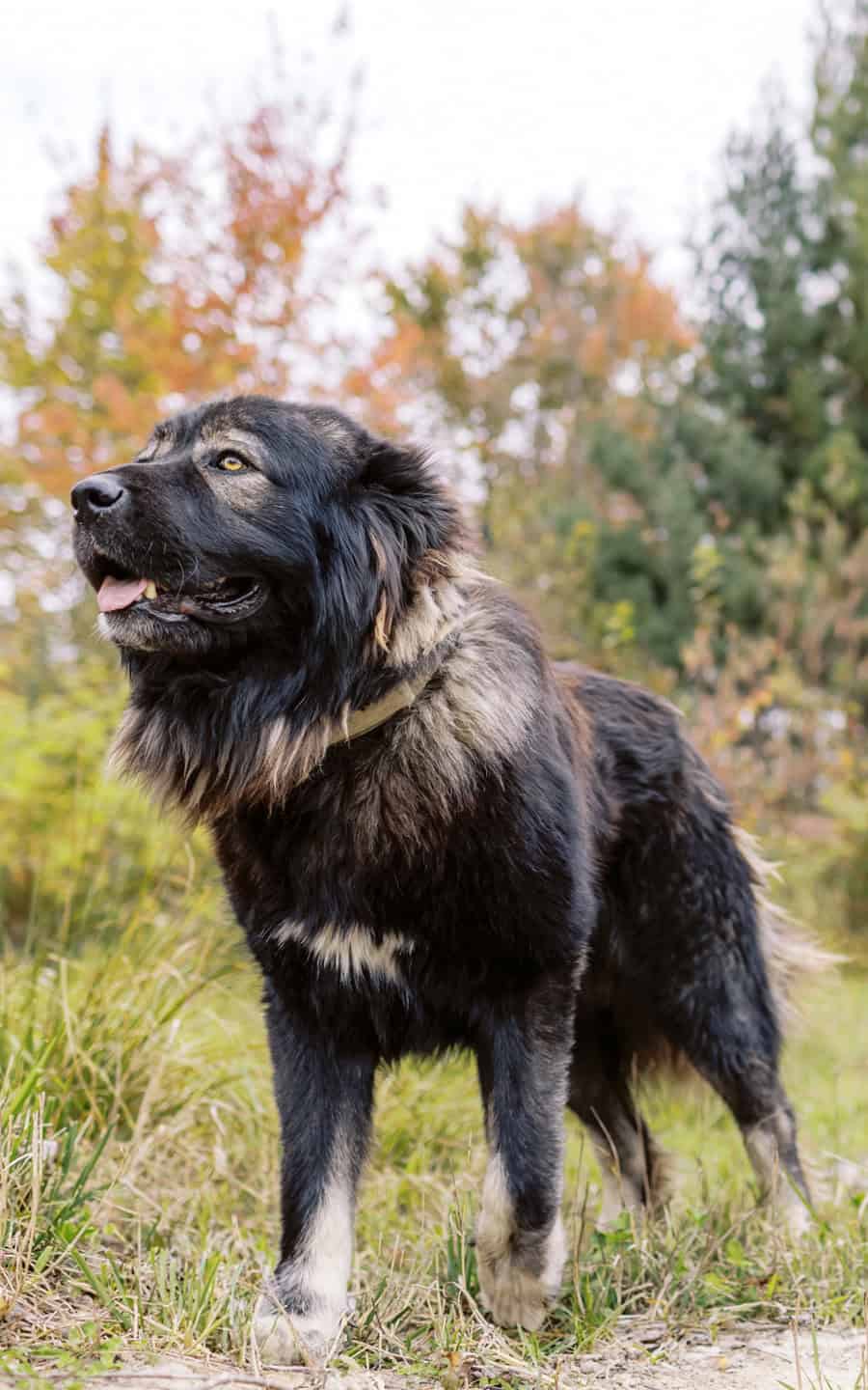 caucasian-shepherd-ovcharka-male-adult-dog-Hadoukean-standing-on-grass-and-trees-in-background-brotherbearacres - BrotherBear Acres caucasian shepherd ovcharka male adult dog Hadoukean standing on grass and trees in background brotherbearacres