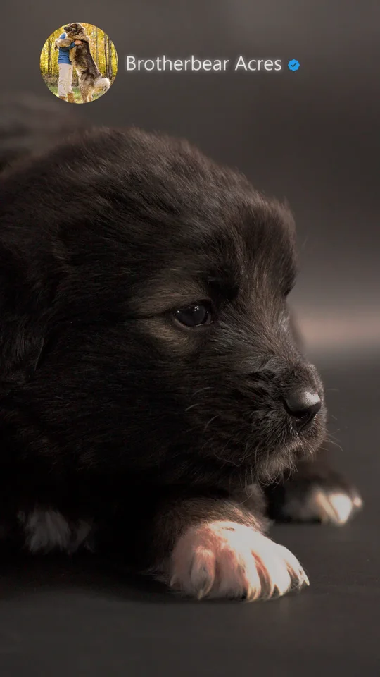 caucasian-shepherd-puppy-4-weeks-old-eyes-open