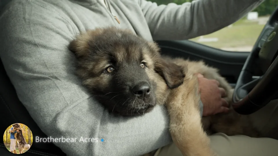 Caucasian Shepherd Puppy Heading to New Family | Brotherbear Acres
