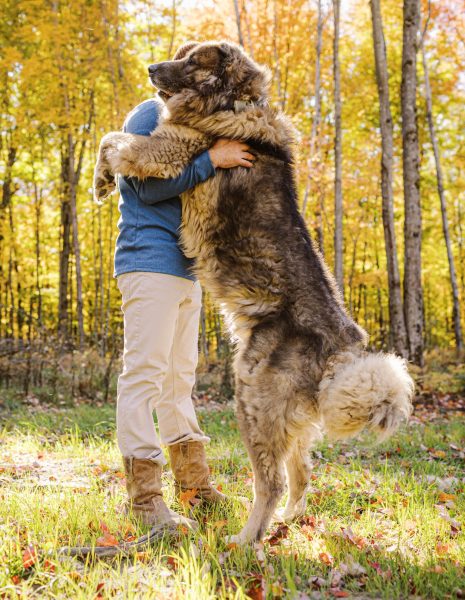 BROTHERBEAR CO CAUCASIAN SHEPHERD 2022-58 BROTHERBEAR CO CAUCASIAN SHEPHERD 2022-58