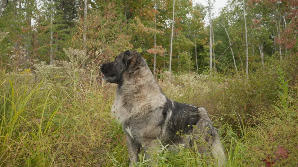 Female Grey Caucasian Shepherd Standing in Tall Grass | Brotherbear Acres