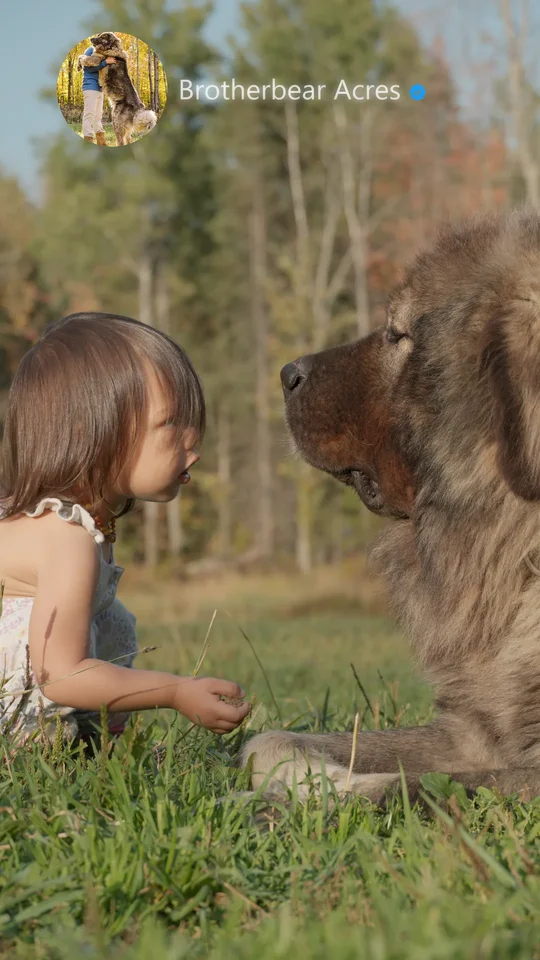 girl-toddler-grey-caucasian-shepherd-looking-into-eyes