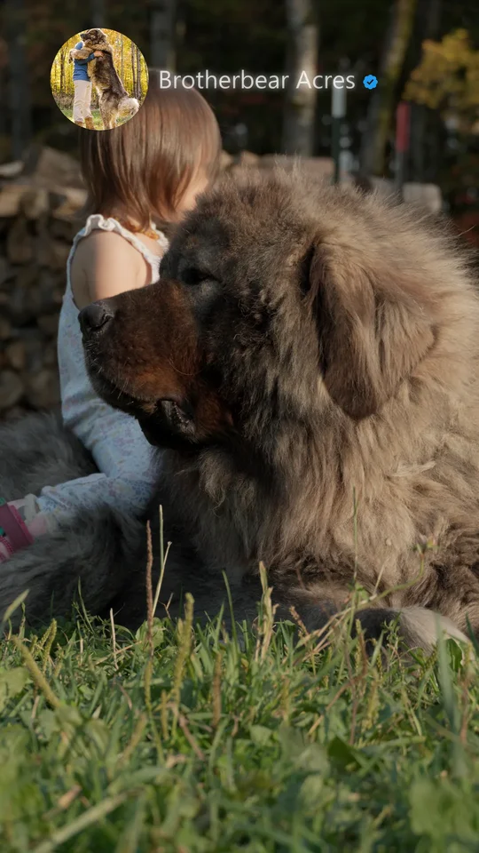 Toddler Sitting on Alpha Male Caucasian Shepherd | Brotherbear Acres