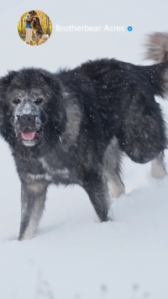 grey-black-caucasian-shepherd-walking-in-snow-face-covered