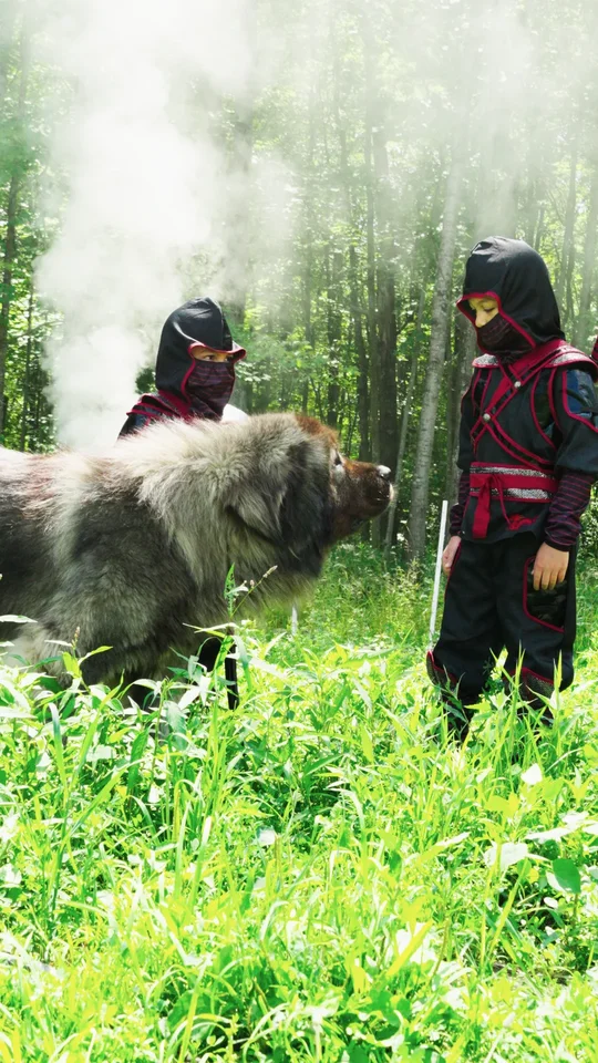 Grey Caucasian Shepherd Face to Face with Samurai | Brotherbear Acres