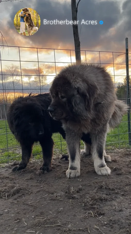 Grey Male and Black Female Caucasian Shepherd Expecting Puppies | Brotherbear Acres