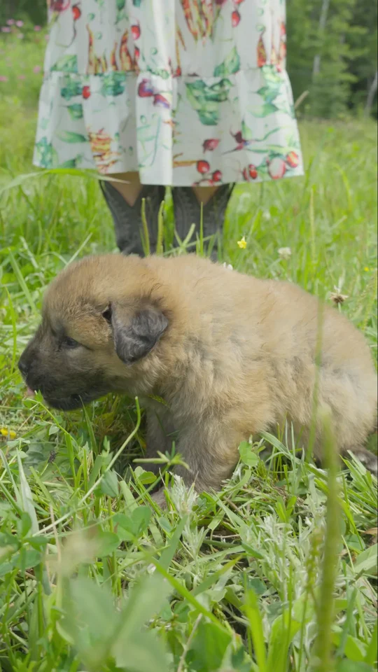 grey-red-caucasian-shepherd-puppy-in-grass-with-woman