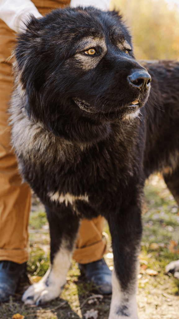Hadouken, sire of the 2024 Brotherbear Acres Caucasian Shepherd litter
