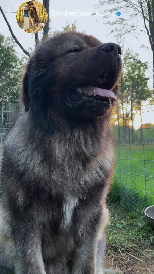 Kai the World’s Largest Caucasian Shepherd Legend | Brotherbear Acres