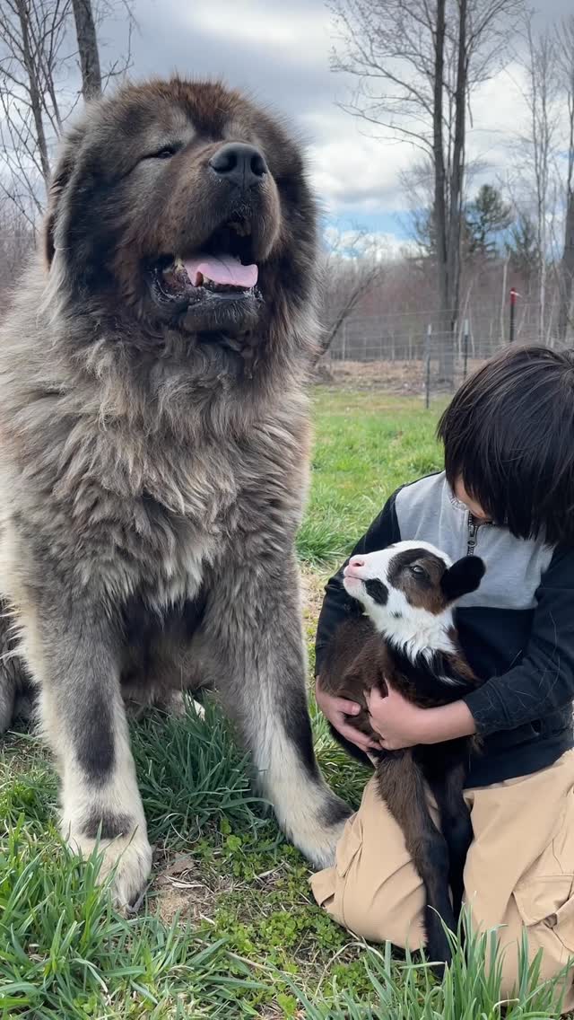 Caucasian Shepherd guarding newborn lamb and boy - BrotherBear Acres Caucasian Shepherd guarding newborn lamb and boy