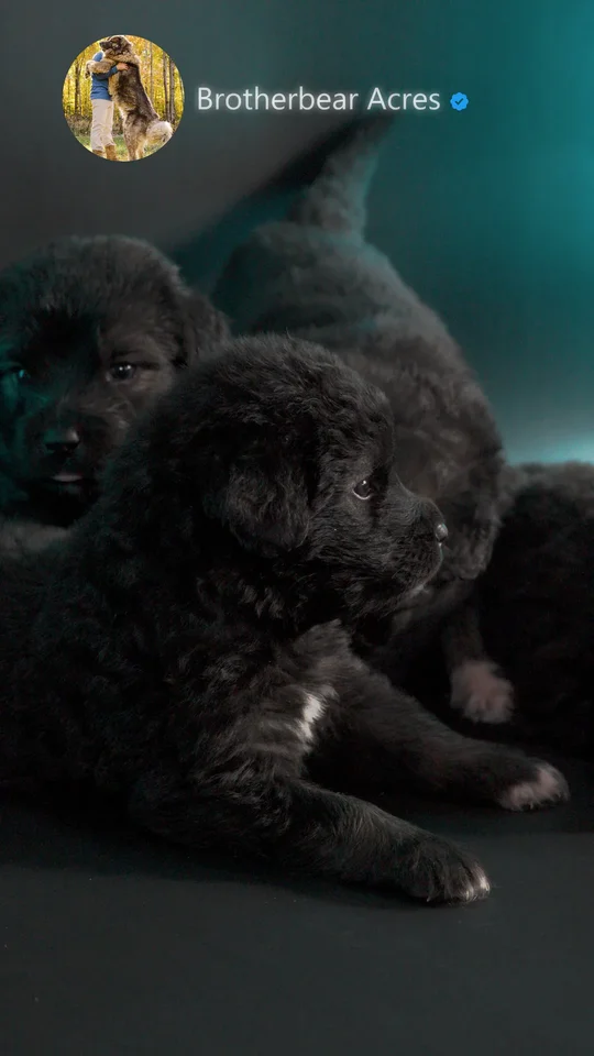 litter-of-caucasian-shepherd-puppies-for-sale-4-weeks-old