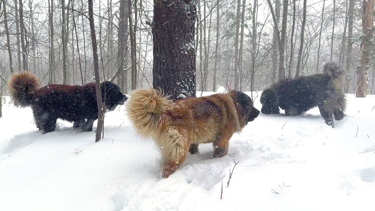 pack-of-3-caucasian-shepherds-during-winter-blizzard - BrotherBear Acres pack-of-3-caucasian-shepherds-during-winter-blizzard