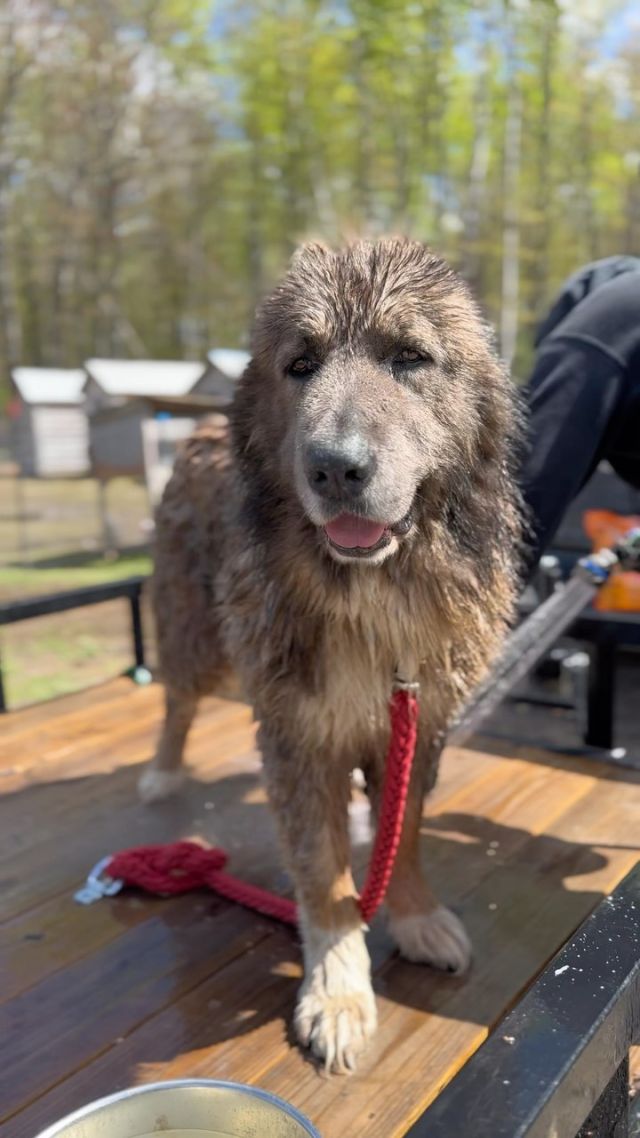Kuya, the patriarch of our pack!

Bath time on our farm is a big chore!! Deep cleaning of all the dogs happen in the Spring to prepare for bug season 🫣. Fleas, ticks, mosquitoes, and flies…I know the world works together for a purpose but I’m going to have a long chat with the Lord about these ones because His wisdom hits different.

We start by making a paste of baking soda, essential oils, and soap. We let this mixture sit on their skin for a few minutes before washing them thoroughly (wash well so that the mixture rinses off to avoid irritation). After a good rinse and while they are still wet, we use a big handful of coconut oil and apply on their coats. 

What do you use to keep pests away?

#pestcontrol #dogbath #farmlife #springcleaning #bugrepellent #dogsofinstagram #farmdogs #petcare #lgd #livestock #bakingsoda #essentialoils #naturalremedies